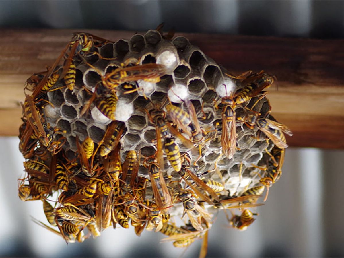 Bees and wasps clustering over ceiling beam.