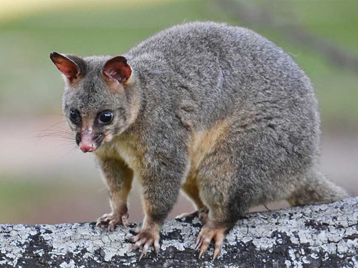 Possum resting on log.