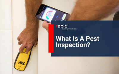 What Is A Pest Inspection?
