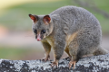 7 eco-friendly tips to help protect your property from possums
